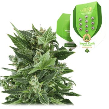 Royal Kush Automatic (Royal Queen Seeds) 5 zaden