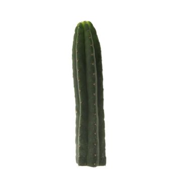 San Pedro Mescaline Cactus [Echinopsis pachanoi]