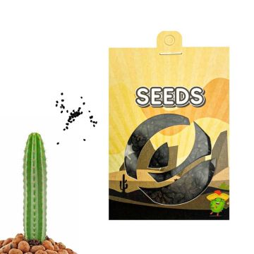 San Pedro Mescaline Cactus [Echinopsis pachanoi] 20 Zaden