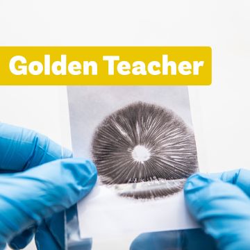 Paddo Sporenprint | Golden Teacher