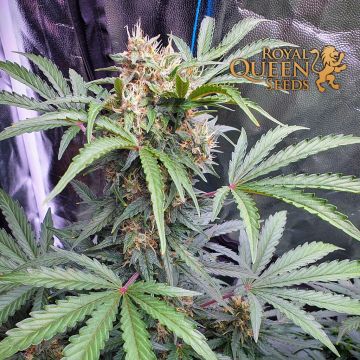 Stress Killer Automatic CBD (Royal Queen Seeds) 5 zaden