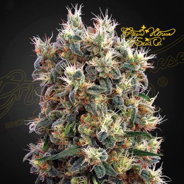 The Church (Greenhouse Seeds) 5 zaden