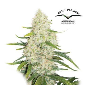 Think Big Autoflower (Dutch Passion) 3 zaden