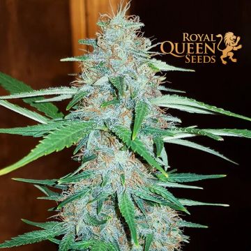 White Widow (Royal Queen Seeds) 5 zaden