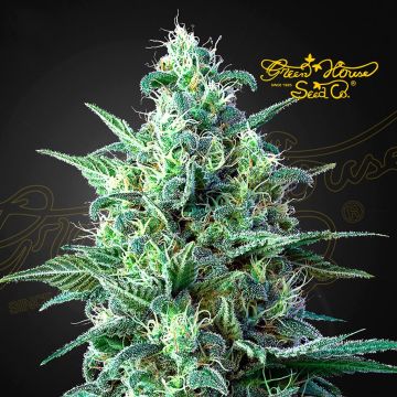 White Widow Auto CBD (Greenhouse Seeds) 5 zaden