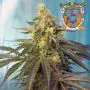 Cream Caramel CBD  (Sweet Seeds)