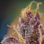 Black Muffin F1 Fast Version (Sweet Seeds)
