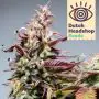 Auto CBD Gorilla Glue (Huismerk)