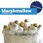 Paddo Kweekset Marshmallow (Ready-to-Grow Growkit) - 1200 cc