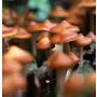 Outdoor Paddo's - Psilocybe Azurescens Growkit 500 gram