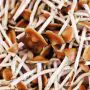 Outdoor Paddo's - Psilocybe Azurescens Growkit 500 gram