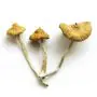 Outdoor Paddo's - Psilocybe Azurescens Growkit 500 gram