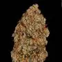Apricot Candy (Paradise Seeds)