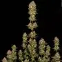 Apricot Candy (Paradise Seeds)
