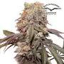 Auto Candy Bubatz XL (Dutch Passion) 3 Zaadjes