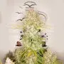 Auto Lemon Kix (Dutch Passion)