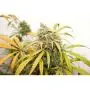 Auto Lemon Kix (Dutch Passion)