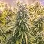 Auto Lemon Kix (Dutch Passion)
