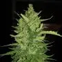 CBD Auto Charlotte’s Angel (Dutch Passion) 3 zaden