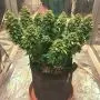 CBD Auto Charlotte’s Angel (Dutch Passion) 3 zaden