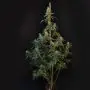 Cheese Auto (Fast Buds)