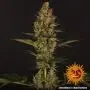 Dos Si Dos 33 (Barney's Farm)