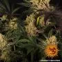 Dos Si Dos 33 (Barney's Farm)