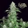 Dutch Dragon (Paradise Seeds)
