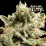 Dutch Dragon (Paradise Seeds)
