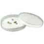 Zaden Ontkiemset Dutch-Headshop