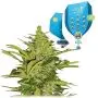Fast Eddy Automatic CBD (Royal Queen Seeds) 5 zaden