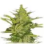 Fast Eddy Automatic CBD (Royal Queen Seeds) 5 zaden
