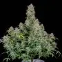 Forbidden Runtz Auto (Fast Buds)