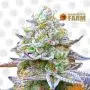 Gorilla Zkittlez (Barney's Farm)