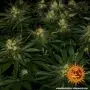 Gorilla Zkittlez (Barney's Farm)