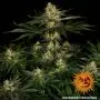Gorilla Zkittlez (Barney's Farm)