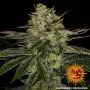 Gorilla Zkittlez (Barney's Farm)