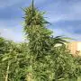 Green Crack (Huismerk)