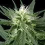 Hawaiian Snow (Greenhouse Seeds) 5 zaden