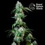 Hulkberry (Royal Queen Seeds) 3 zaden