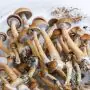 Paddo Kweekset Colombian (Ready-to-Grow Growkit)