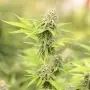 Painkiller XL (Royal Queen Seeds) 5 zaden