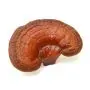 Reishi [Ganoderma lucidum] Bio (Mushrooms For Life) 60 capsules