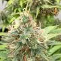 Royal CBDV Automatic (Royal Queen Seeds)