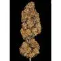 Sunset Paradise (Paradise Seeds)