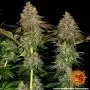 Tangerine Dream Auto (Barney's Farm)