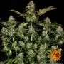 Tangerine Dream Auto (Barney's Farm)