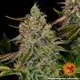 Tangerine Dream Auto (Barney's Farm)