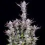 Wedding Glue Auto (Fast Buds)