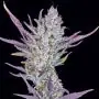 Wedding Glue Auto (Fast Buds)